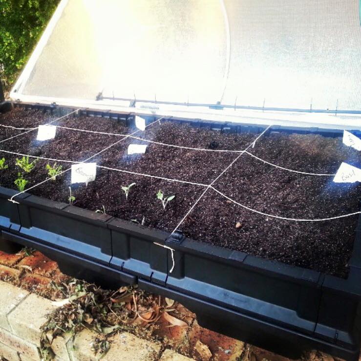 How To Build A ‘Square Foot Garden’ In The Vegepod