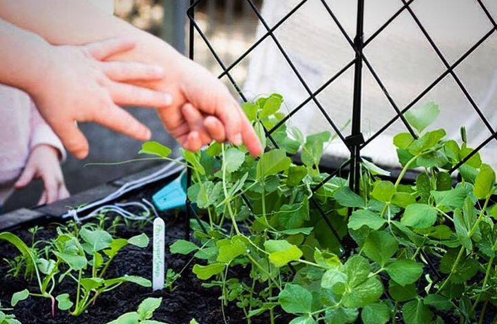 Introducing the Vegepod Sprouters Program for Schools