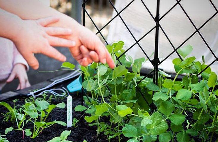 Introducing the Vegepod Sprouters Program for Schools