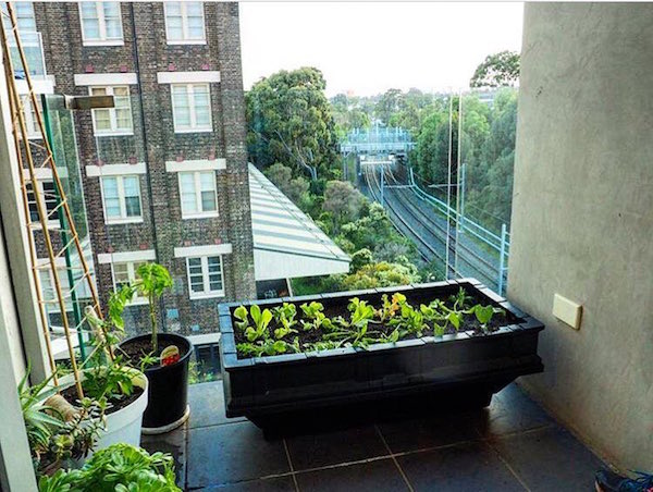Small Vegepod on a balcony