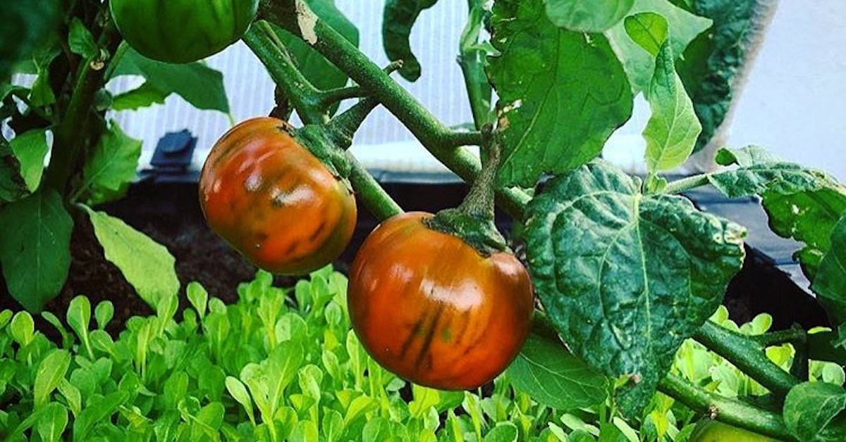 What to Grow in Summer