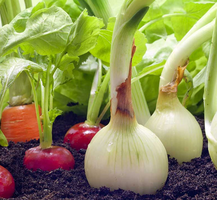 From Pod to Plate: Growing Your Dinner With Garden Vegetables