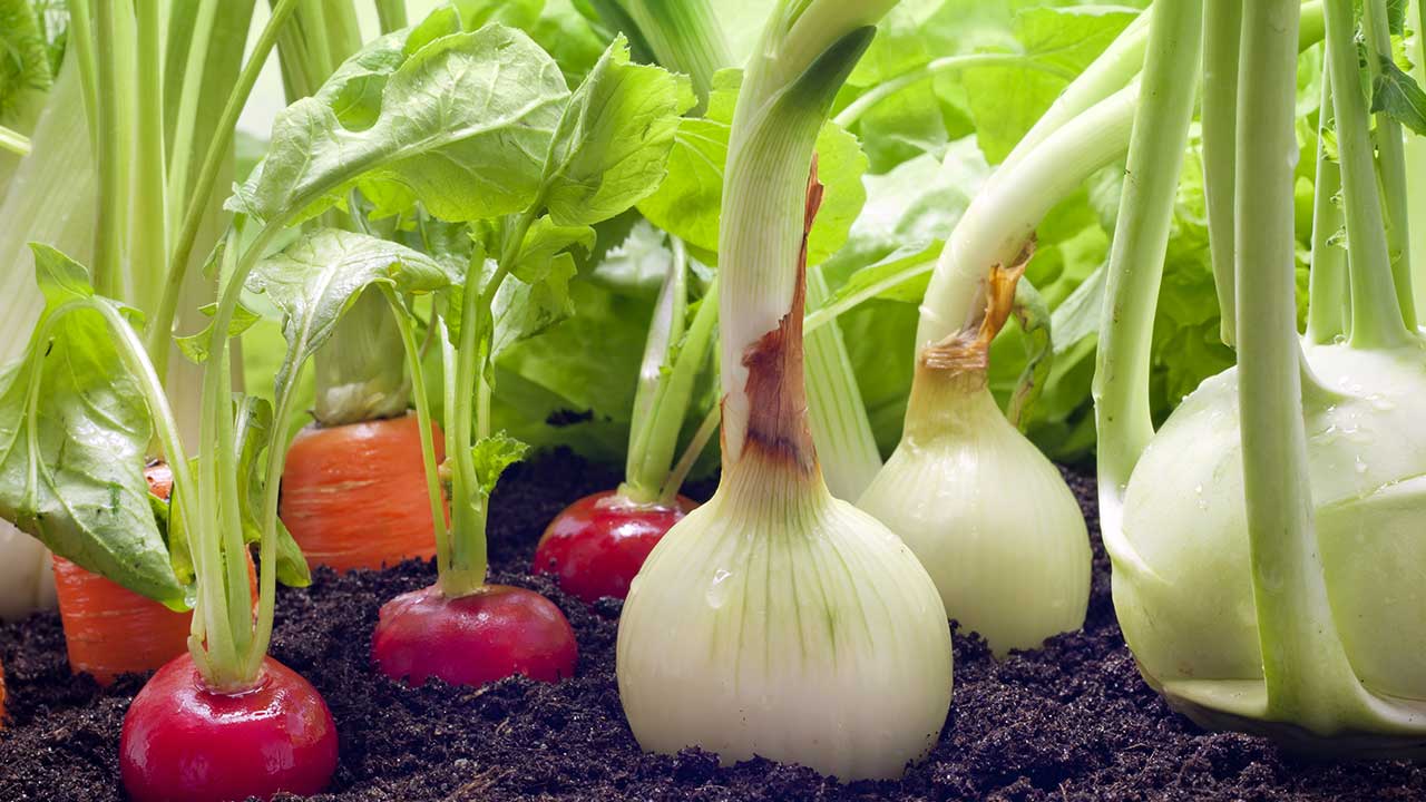 From Pod to Plate: Growing Your Dinner With Garden Vegetables