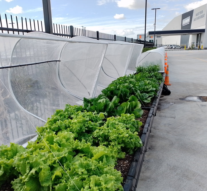 Workplace Wellness - Is Your Workplace Growing Food?
