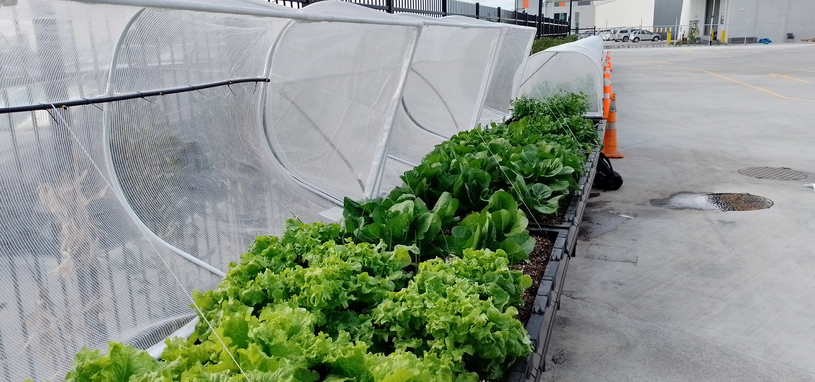 Workplace Wellness - Is Your Workplace Growing Food?