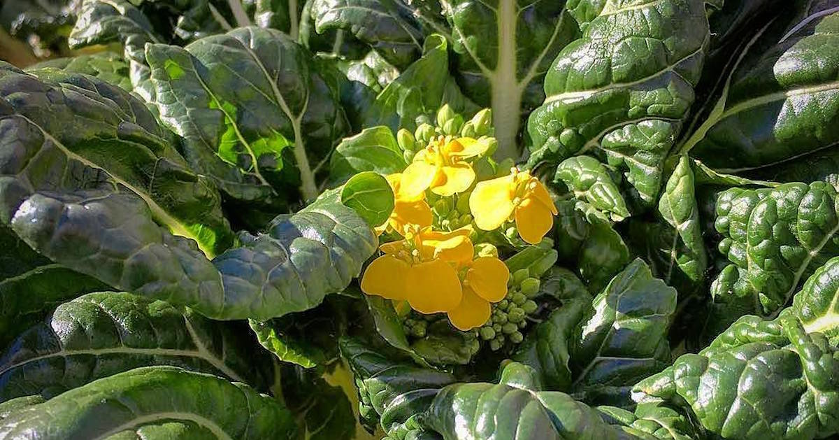 The Best Vegepod Pictures of 2017!