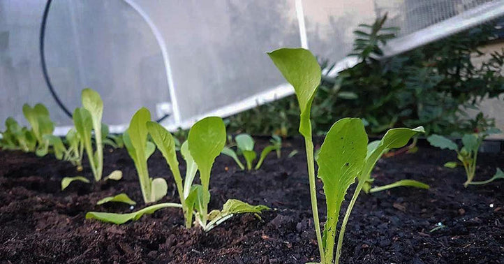 Planting Your Vegepod for the First Time