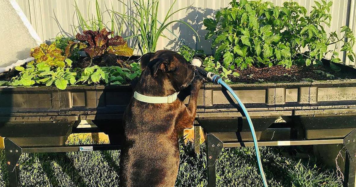 7 Reasons To Use the Vegepod Stand