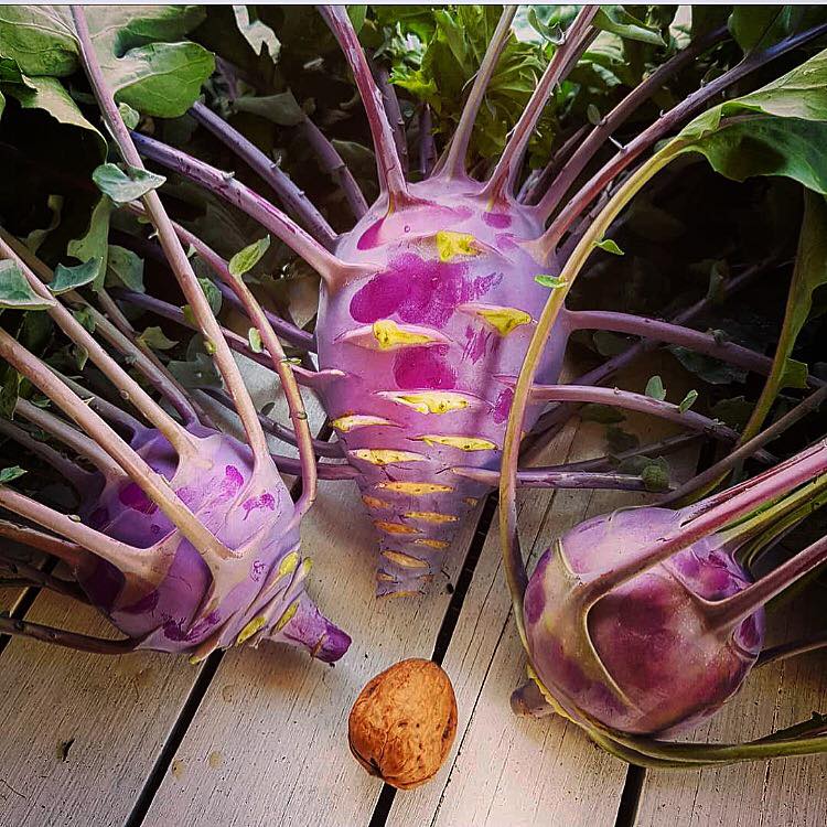 Wrap Up: The Best Vegepod Harvests Of 2018