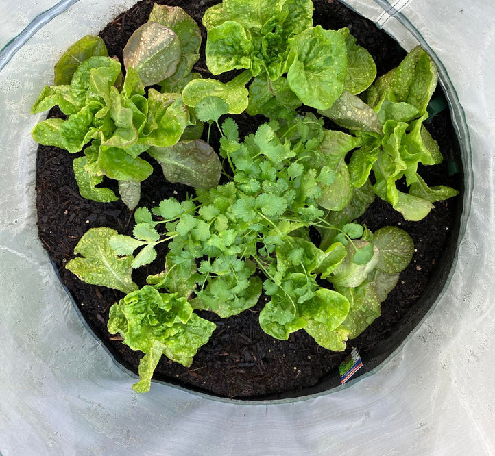 How to plant out your Vegebag for the cooler months
