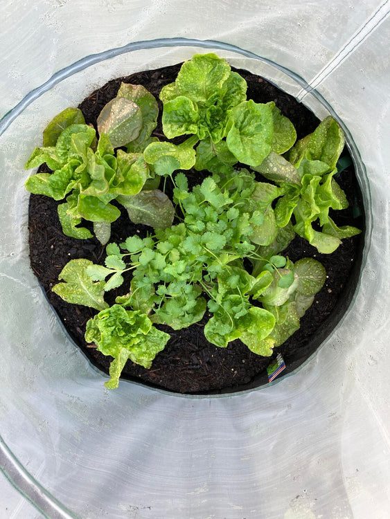 How to plant out your Vegebag for the cooler months