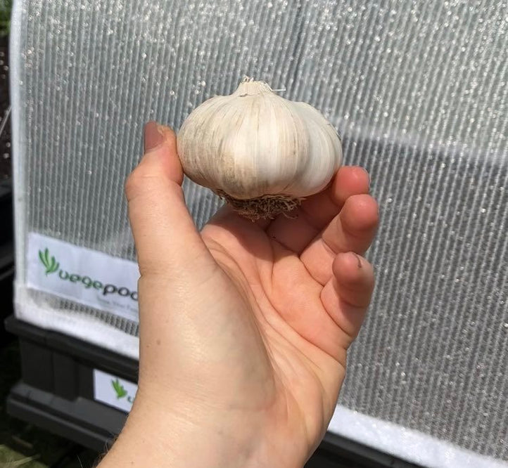How to Plant Garlic in Your Vegepod!