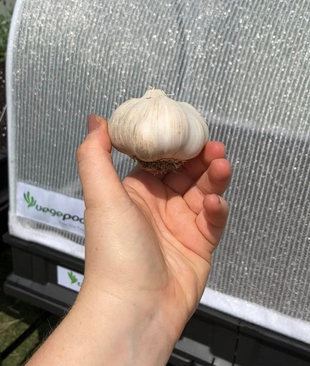 How to Plant Garlic in Your Vegepod!