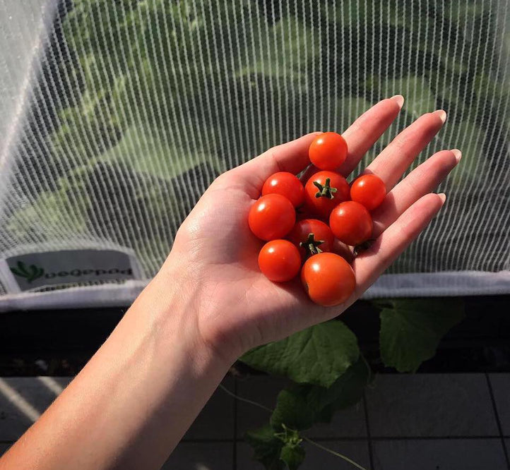 On How To Grow Tomatoes - Interview With Karen Sutherland of Edible Eden