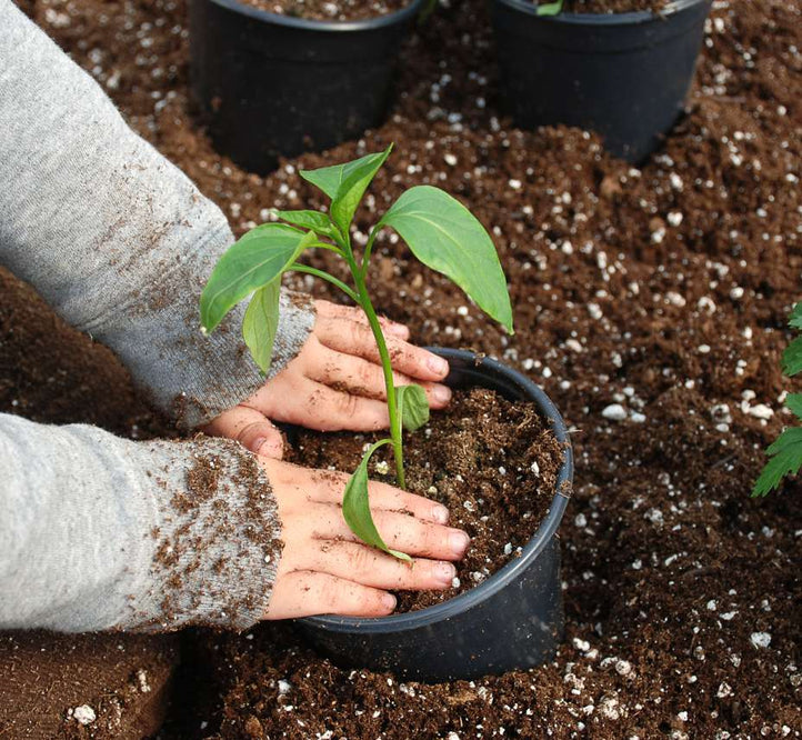 kids planting in raised garden bed soil