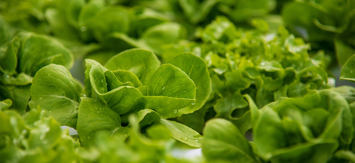 Essential Spring Prep for your Vegepod