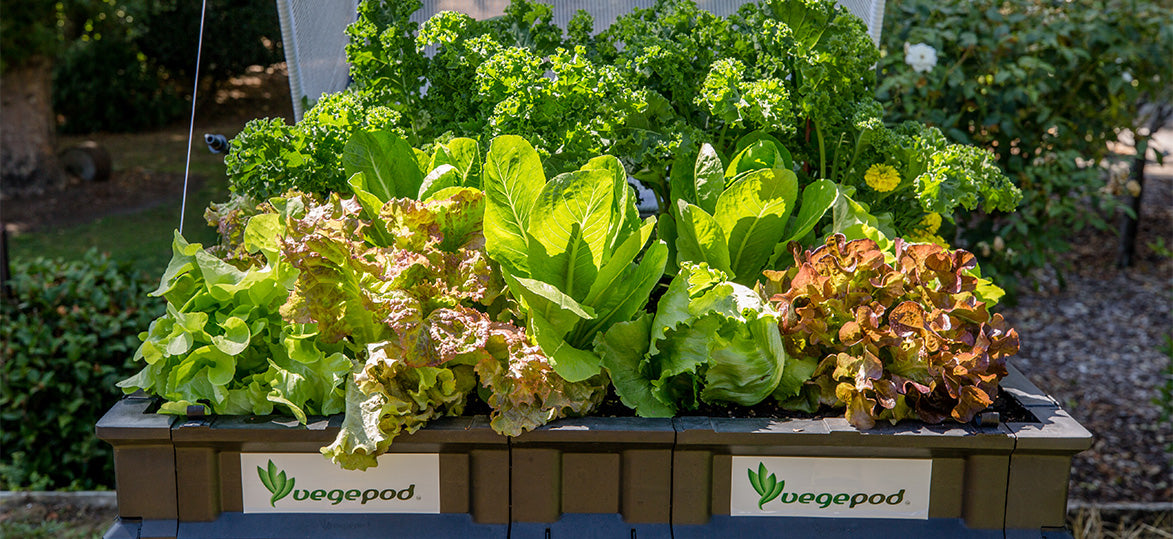 How Growing Your Own Veggies with a Vegepod Can Save You Money