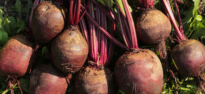 Maximise Your Vegepod & Creative Ways to Use Excess Veggies