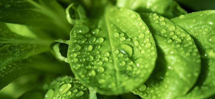 Ways to Save Water & achieve Efficient Gardening with Vegepod