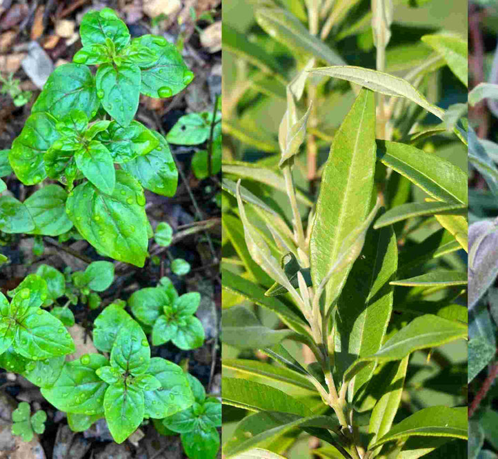 Indigenous Bush Foods for the Vegepod