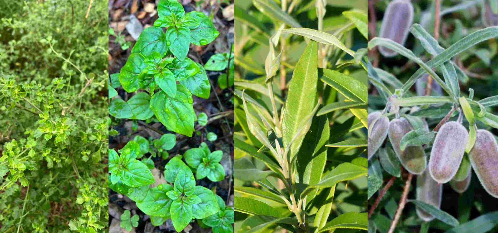 Indigenous Bush Foods for the Vegepod