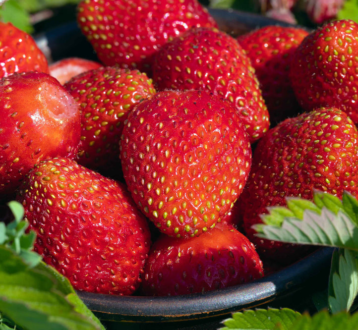 How to grow strawberries in your Vegepod!