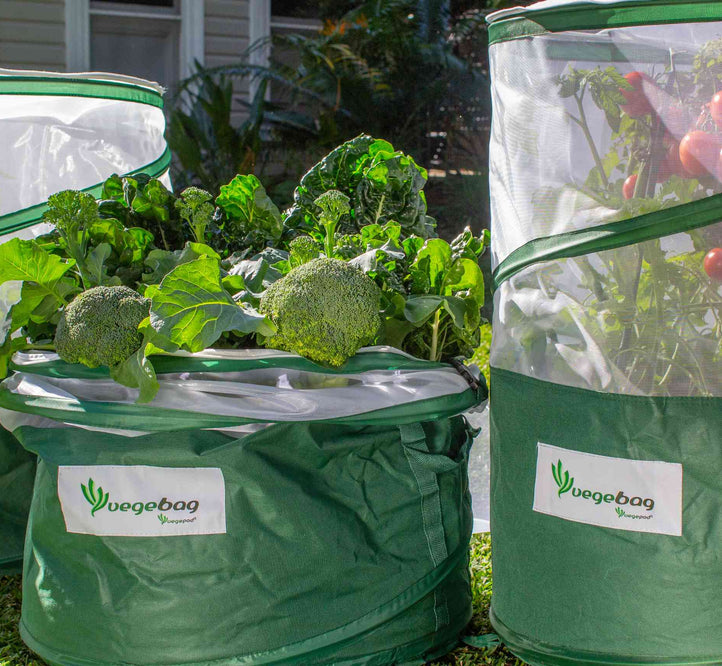 How to get your Vegebag started!