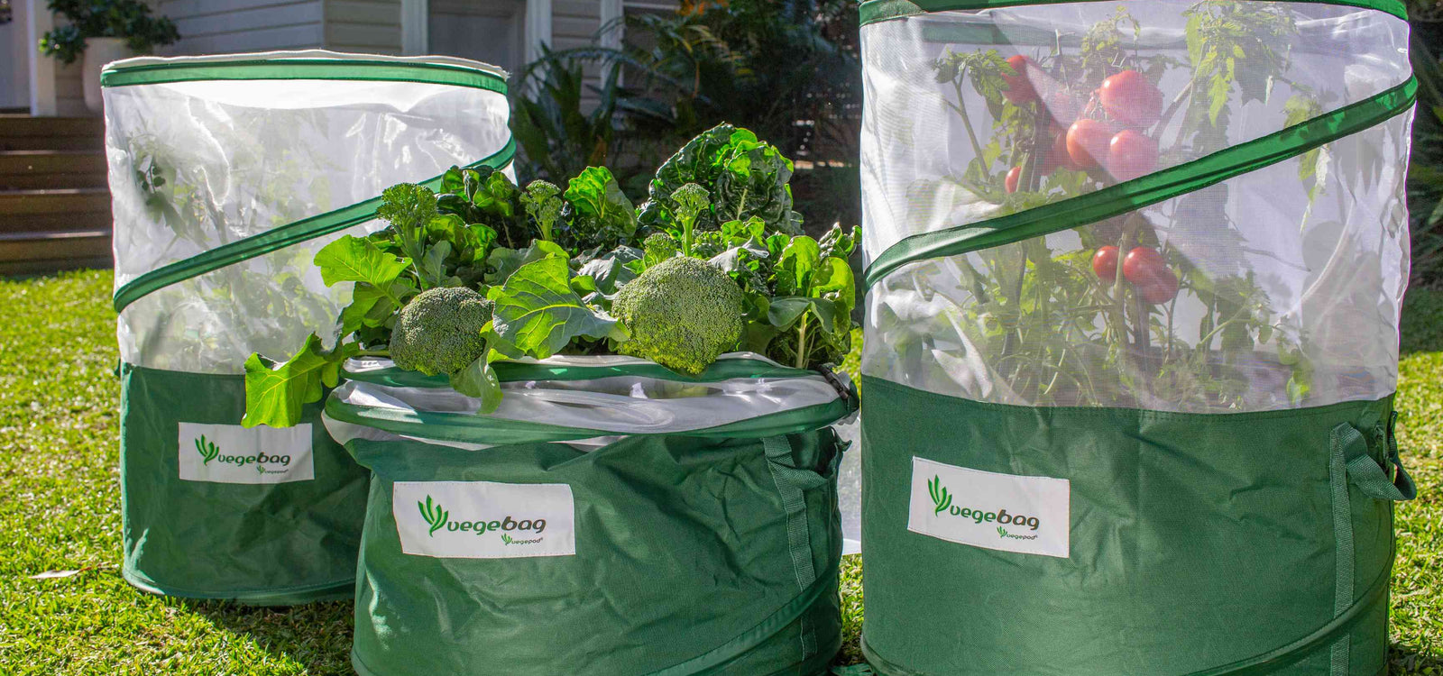 How to get your Vegebag started!