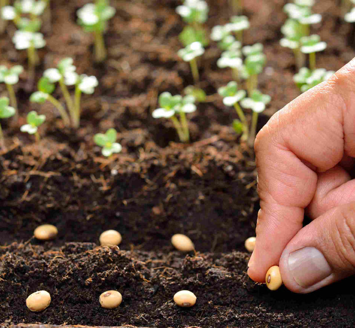 How to sow seeds in the Vegepod