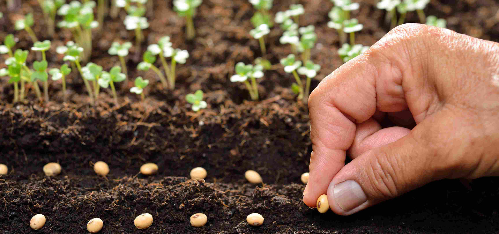 How to sow seeds in the Vegepod