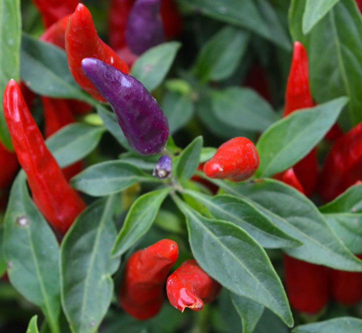 How to grow Chillies in your Vegepod