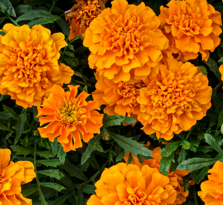Top edible flowers to grow in your Vegepod!