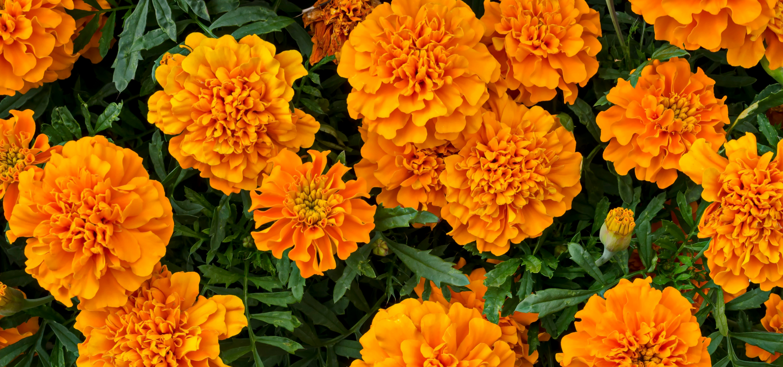 Top edible flowers to grow in your Vegepod!