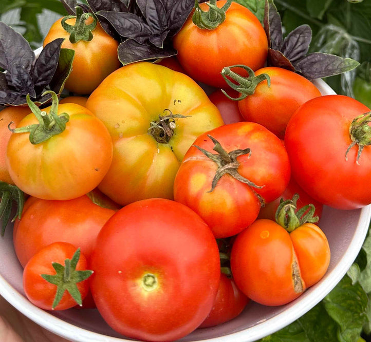 How to grow tomatoes in the Vegepod!