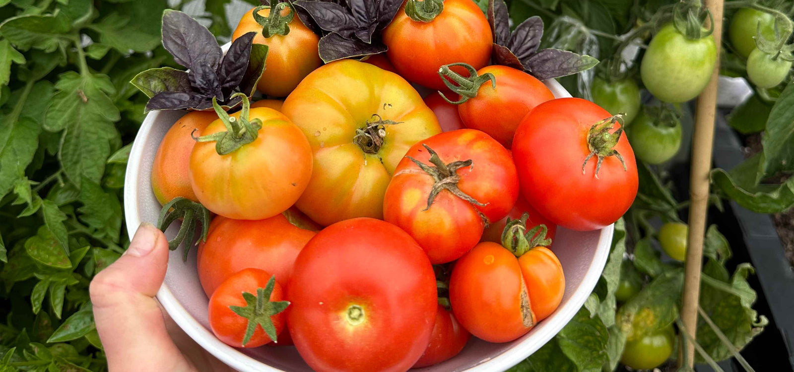 How to grow tomatoes in the Vegepod!