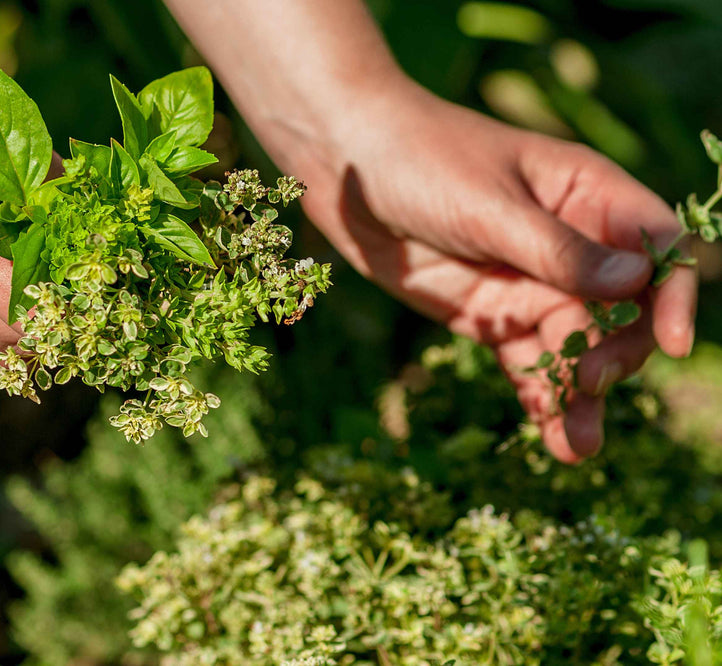 Top 5 herbs to grow in the Vegepod