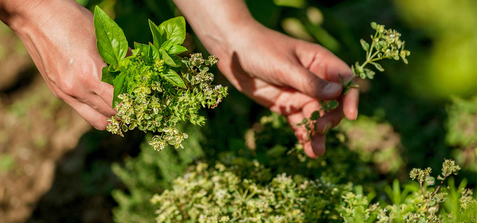 Top 5 herbs to grow in the Vegepod