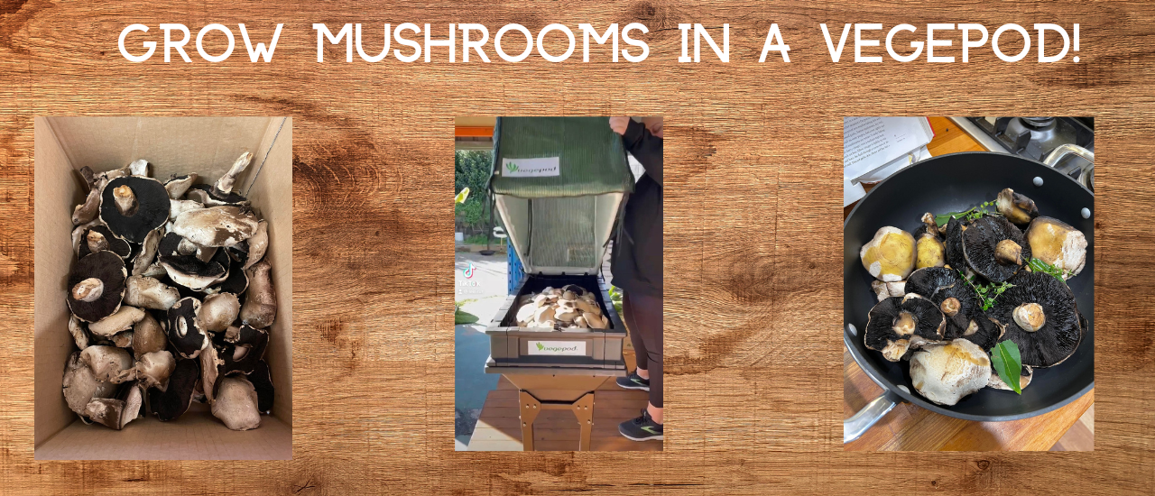 Mushroom Vegepod!