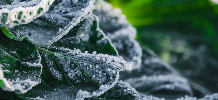 Protect Your Plants This Winter: Frost-Proofing Your Vegepod Raised Garden Beds