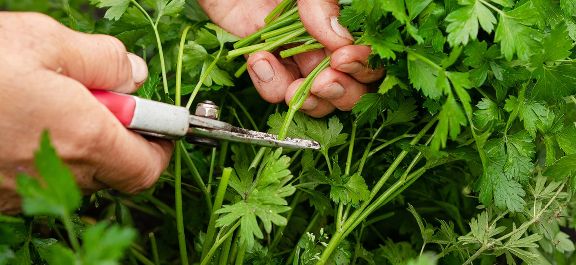 Indoor Gardening with the Kitchen Garden: Fresh Herbs for Winter Recipes