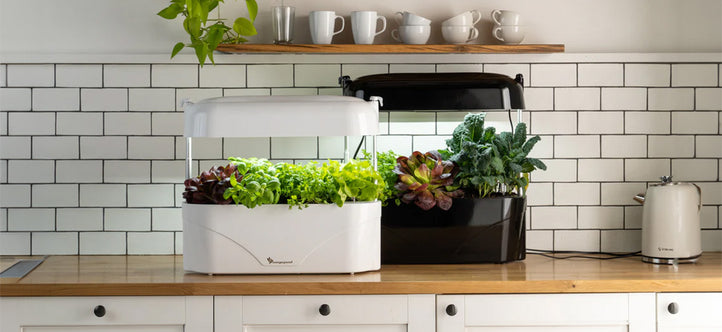 How Vegepod's Kitchen Garden Keeps Your Greens Growing Year-Round