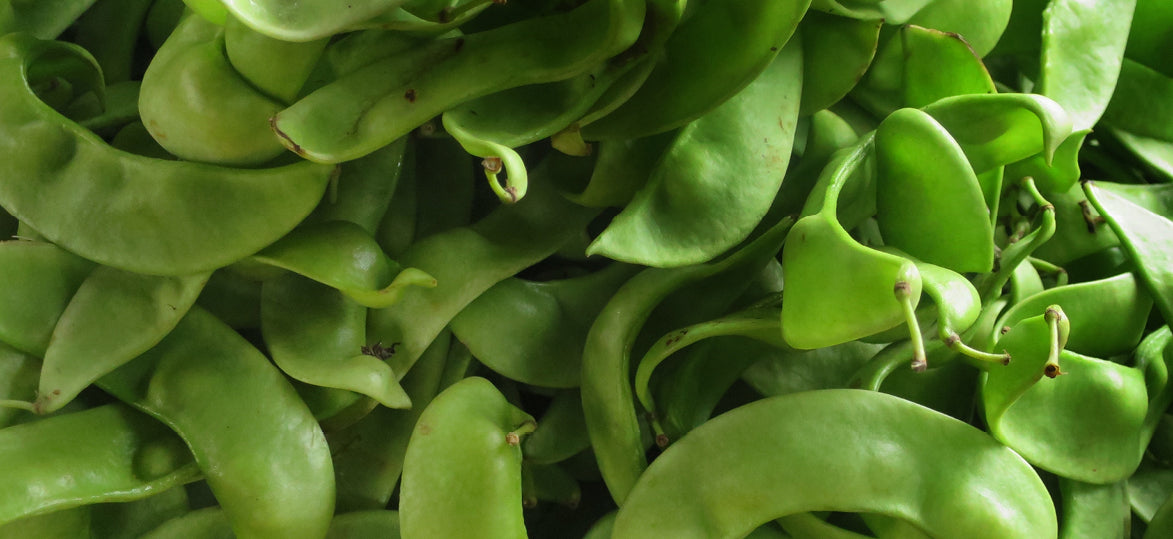 Happy International Bean Day! Our Bean Growing Guide