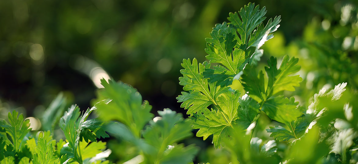 Monthly Planting Guide: What to Grow in March in Australia