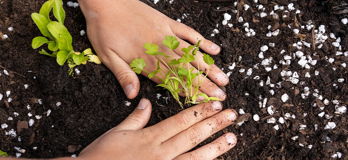 Your Sustainability New Year's Resolution with Vegepod