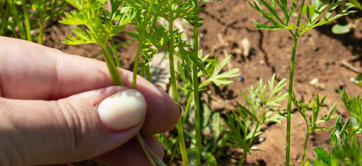 Happy Chinese New Year! Sow Good Fortune with Year of the Dragon Harvests in your Vegepod