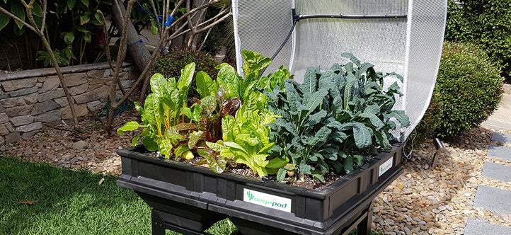 Spring Clean Your Vegepod: Ready for a Fresh Start!