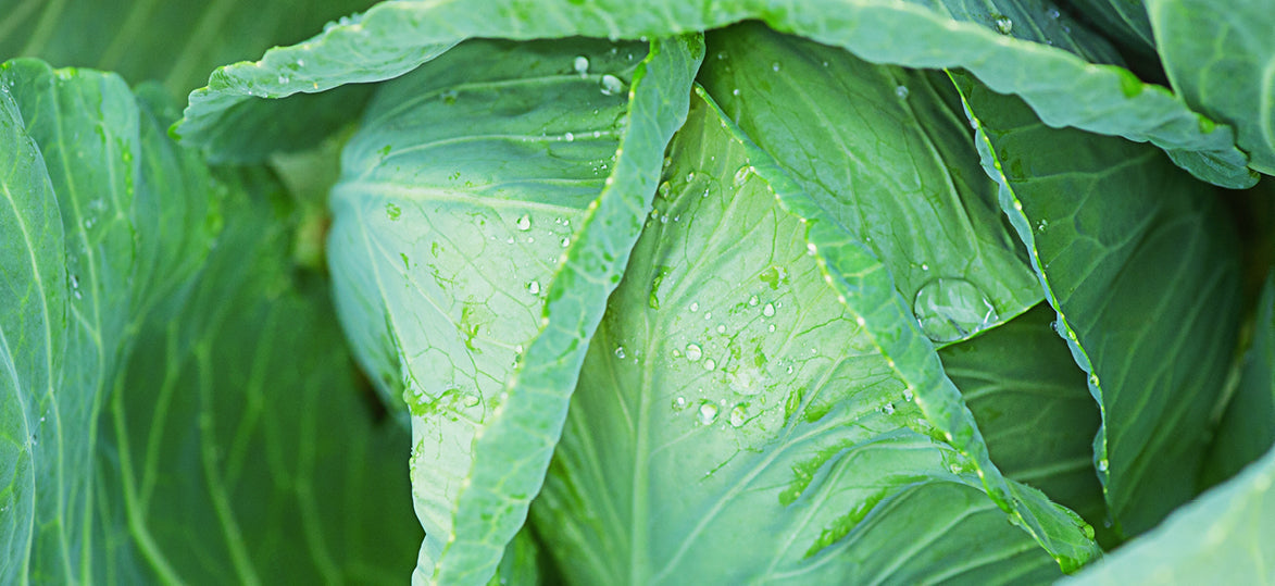 Welcome Autumn: A Seasonal Planting Guide for Australian Gardens