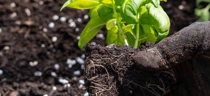 Monthly Planting Guide: What to Grow in January in Australia