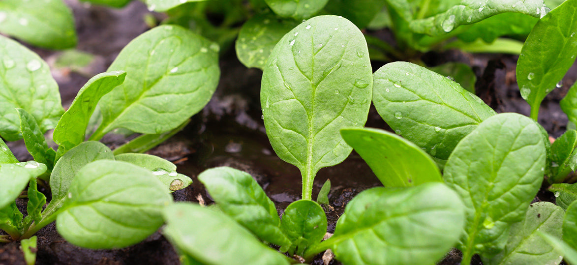 How to Transition Your Garden for Autumn Planting
