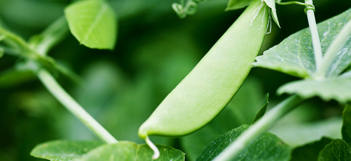 A Beginner’s Guide to Winter Gardening with Vegepod